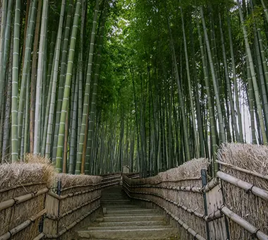 La bambouseraie d'Arashiyama